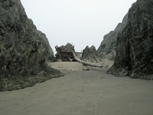 Bandon Treibholz
