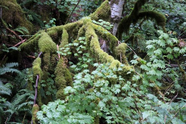 Coquihalla Regenwald
