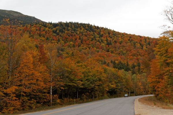 White Mountain Road Herbstlaub
