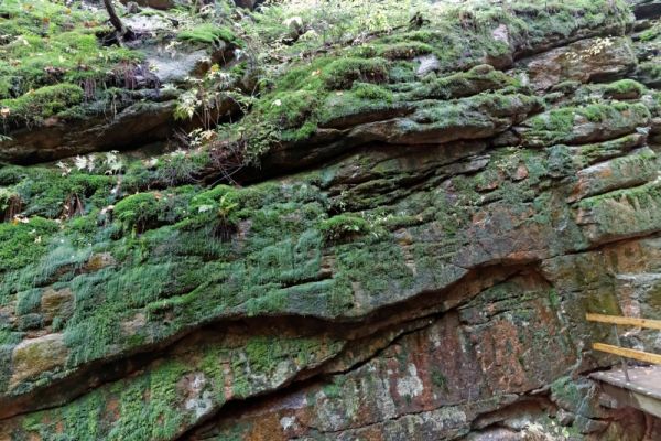 Flume Gorge bemooste Felsen

