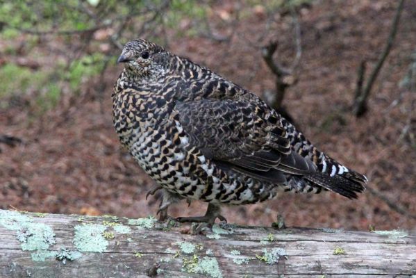 06 Grouse
