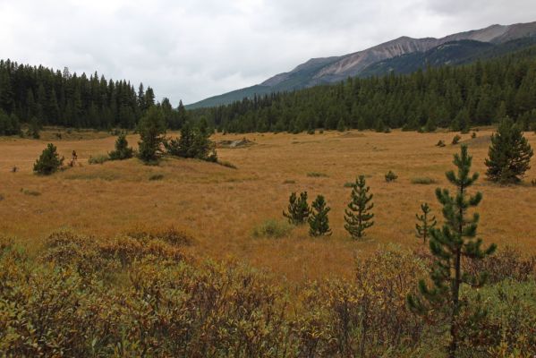 11 Schaffer Loop
