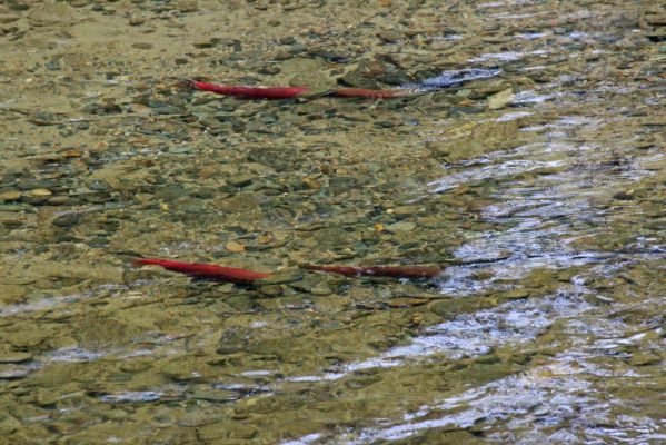 15 Thompson River Lachse
