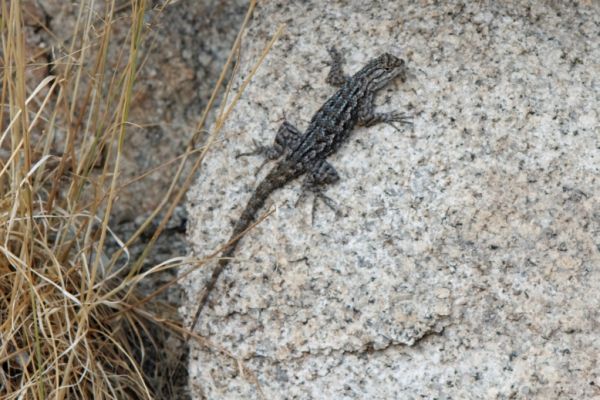 IMG_2308_DxO_raw_Joshua_Tree_NP_Eidechse_Forum.jpg