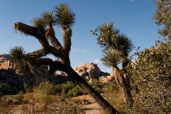 IMG_2316_DxO_raw_Joshua_Tree_NP_Barker_Dam_Trail_Forum.jpg