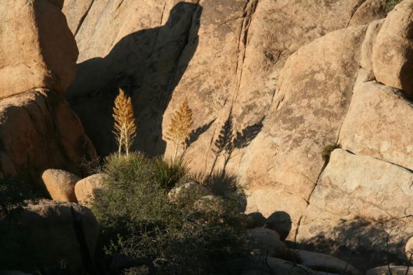 IMG_2337_DxO_Joshua_Tree_NP_Barker_Dam_Trail_Nolina_Parryi_Forum.jpg