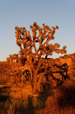 IMG_2345_DxO_raw_Joshua_Tree_NP_Joshua_Tree_im_Abendlciht_Forum.jpg