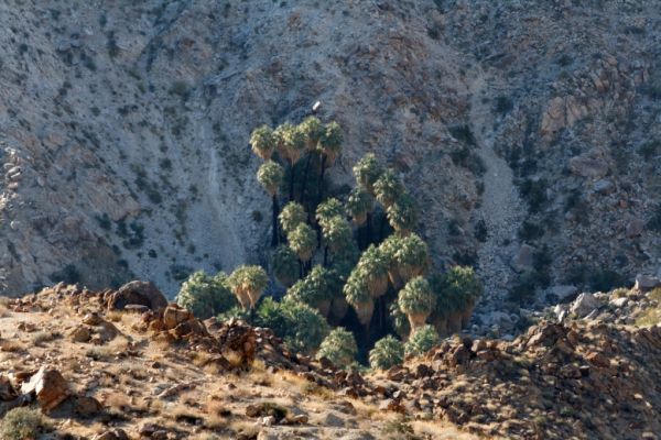 IMG_2359_DxO_raw_Joshua_Tree_NP_49_Palms_Oasis_Forum.jpg