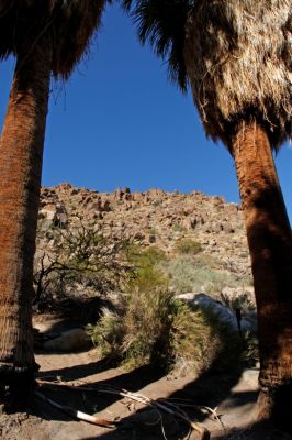 IMG_2365_DxO_raw_Joshua_Tree_NP_49_Palms_Oasis_Forum.jpg