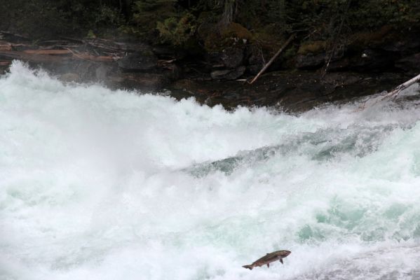 11 Baileys Chute
