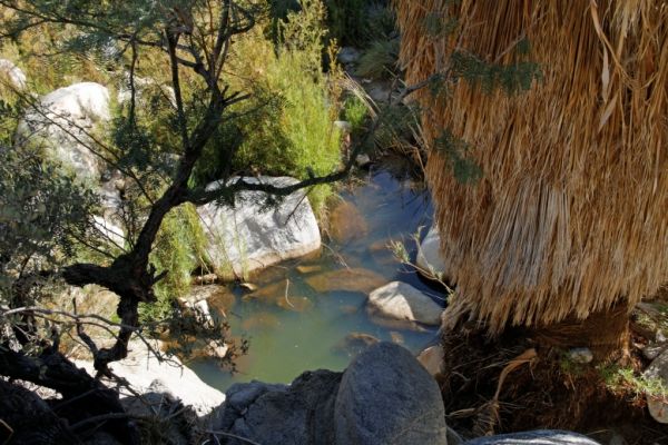 IMG_2376_DxO_raw_Joshua_Tree_NP_49_Palms_Oasis_Quelle_Forum.jpg
