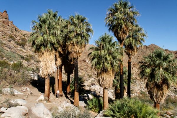 IMG_2383_DxO_raw_Joshua_Tree_NP_49_Palms_Oasis_Forum.jpg