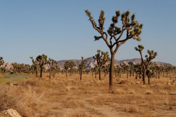 IMG_2423_DxO_raw_Joshua_Tree_NP_Joshua_Tree_Wald_Forum.jpg