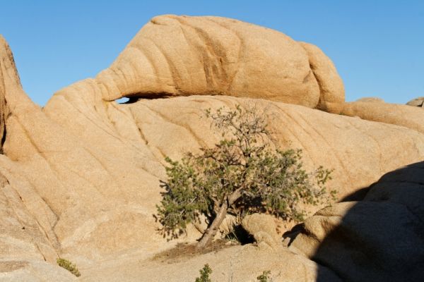 IMG_2442_DxO_raw_Joshua_Tree_NP_Skull_Rock_Trail_Forum.jpg