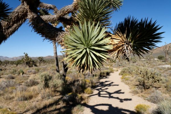 IMG_2571_DxO_raw_Teutonia_Peak_Trail_Joshua_Tree_Forum.jpg