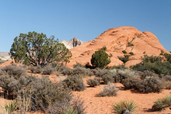 IMG_2742_DxO_raw_Snow_Canyon_Petrified_Sand_Dunes_Forum.jpg