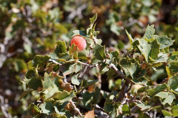 IMG_2748_DxO_raw_Snow_Canyon_Ilex_Forum.jpg