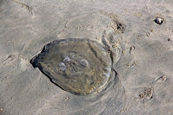 03 Wickaninnish Beach
