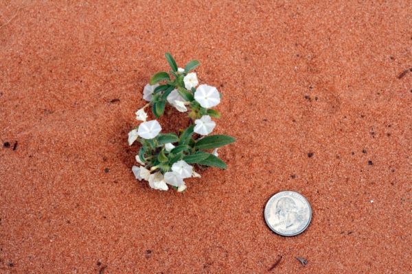 IMG_2912_DxO_raw_Edmaiers_Secret_Dune_Primrose_Forum.jpg