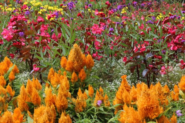 11 Butchart Garden
