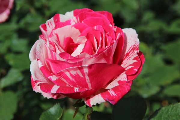 17 Butchart Gardens
