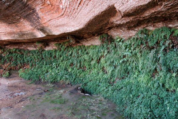 IMG_3062_DxO_raw_Page_Hanging_Gardens_Trail_Hanging_Gardens_Forum.jpg