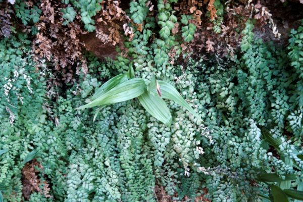IMG_3065_DxO_raw_Page_Hanging_Gardens_Forum.jpg
