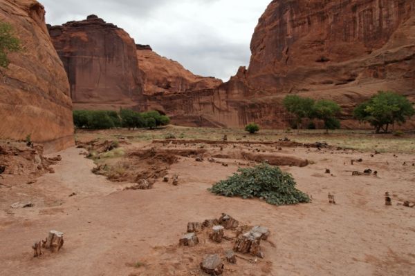 IMG_3157_DxO_raw_Canyon_de_Chelly_White_House_Trail_Baumfrevel_Forum.jpg