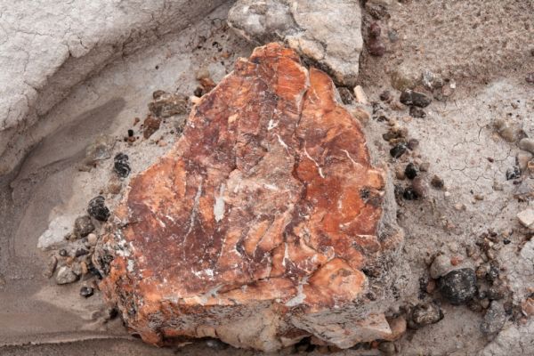 IMG_3363_DxO_raw_Petrified_Forest_NP_Blue_Mesa_versteinertes_Holz_Forum.jpg