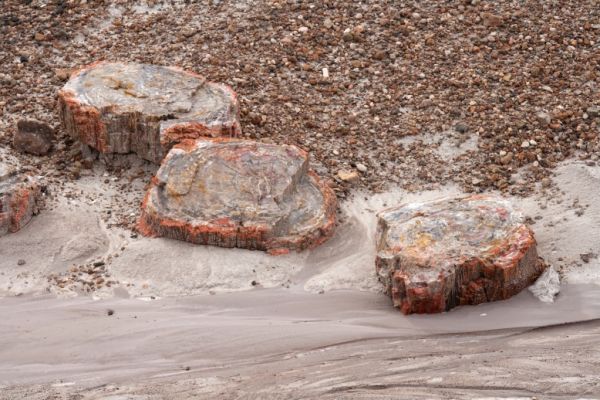 IMG_3377_DxO_raw_Petrified_Forset_NP_Blue_Mesa_versteinertes_Holz_Forum.jpg