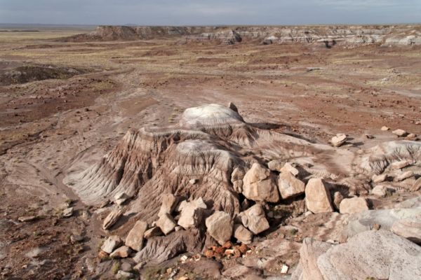 IMG_3381_DxO_raw_Petrified_Forest_NP_Jasper_Forest_Forum.jpg