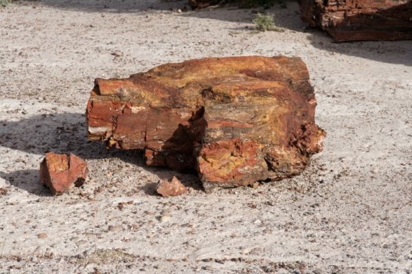 IMG_3388_DxO_raw_Petrified_Forest_NP_Giant_Logs_Trail_Forum.jpg