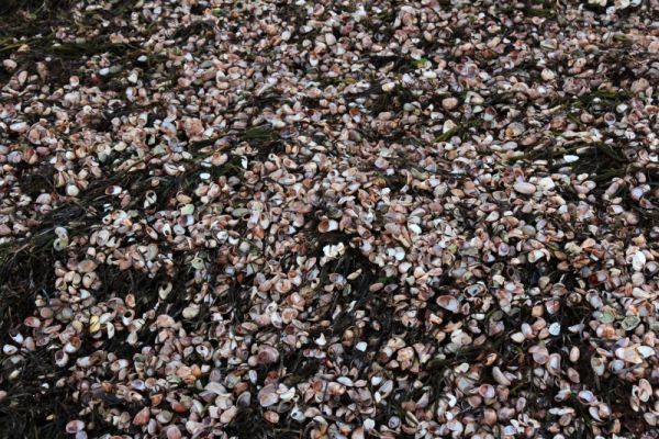 Hyannis Port Strand Muscheln
