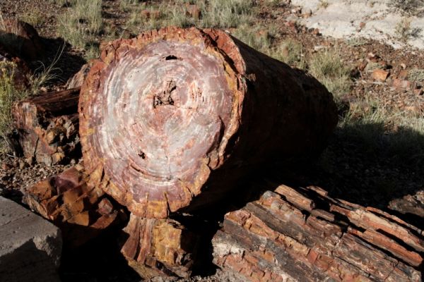 IMG_3399_DxO_raw_Petrified_Forest_NP_Giant_Logs_Trail_Forum.jpg