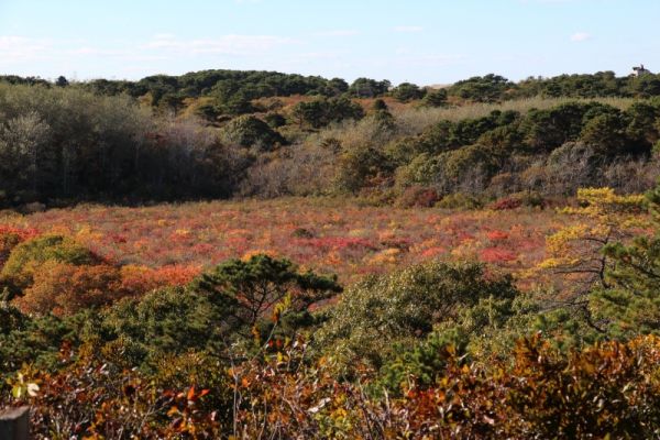 Cape Cod Pilgrim Heights Swamp Trail
