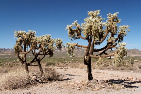 IMG_3630_DxO_raw_Lost_Dutchman_State_Park_Chollas_Forum.jpg