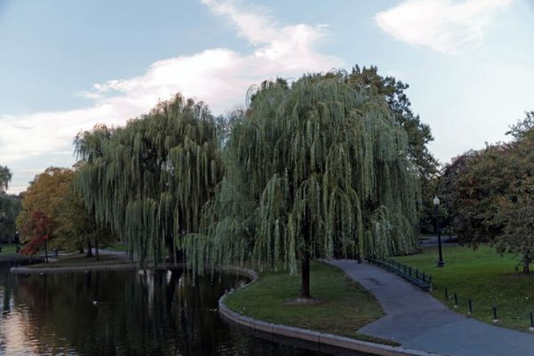 Boston Public Garden
