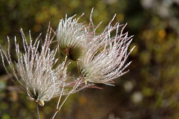 27 Apache Plume
