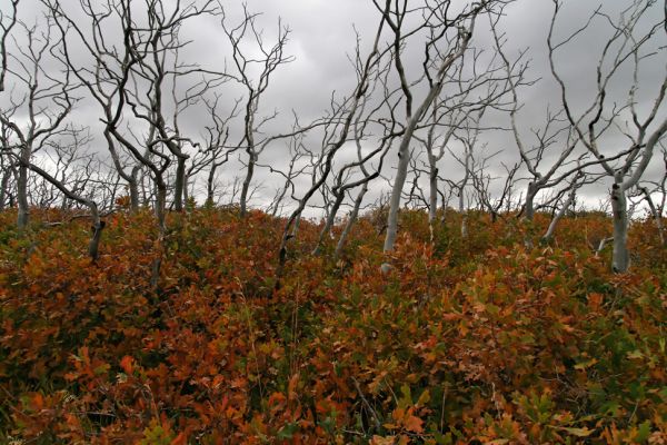 Herbstlaub
junges Herbstlaub unter verbrannten Bäumen im Mesa Verde NP
