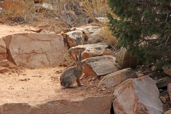 18 Colorado NM
