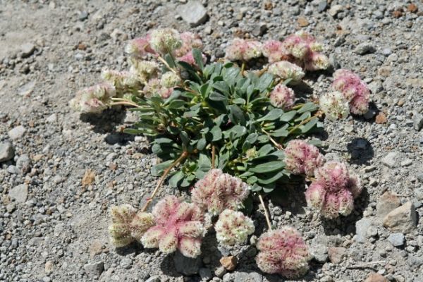 Dirty Socks - Shasta Buckwheat
