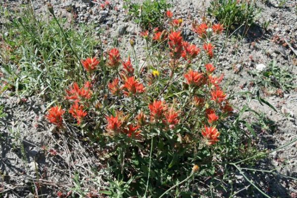 Indian Paintbrush
