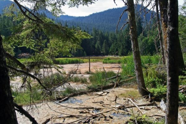 Longmire Meadow
