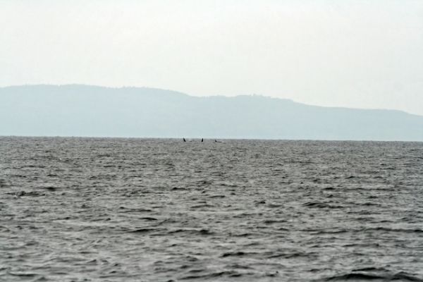 Orca Flossen wo
