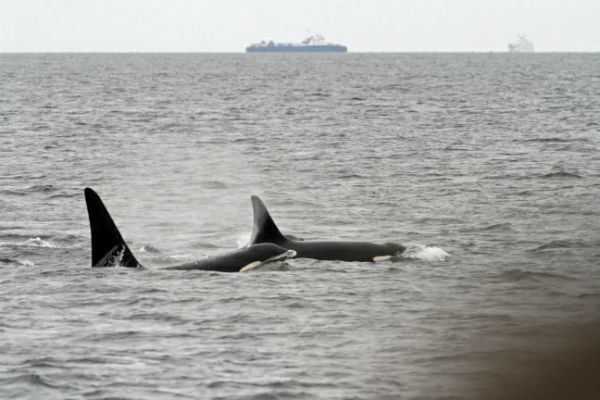 Orcas
