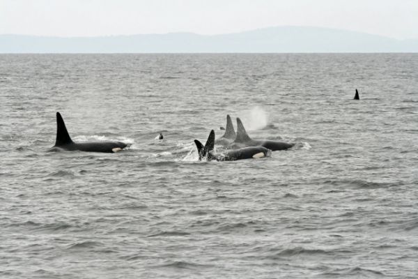 Orca Herde
