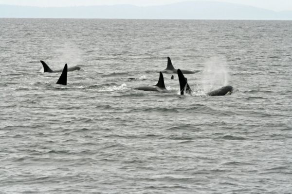 Orca Herde
