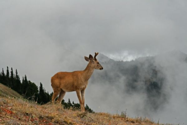 Hurricane Hill Deer
