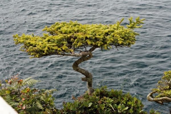 Cape Flattery
