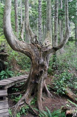 Cape Flattery Trail Baum
